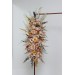  
Select arch flowers: 45"