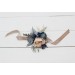  Wedding boutonnieres and wrist corsage  in dusty blue beige color theme. Flower accessories. 0506