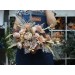 Wedding bouquets in beige pale orange colors. Bridal bouquet. Faux bouquet. Bridesmaid bouquet. 5045