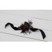  Wedding boutonnieres and wrist corsage  in purple black gold beige color theme. Flower accessories. BLACK