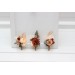 Wedding boutonnieres and wrist corsage in terracotta brown creamcolor scheme. Flower accessories. 5100