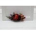 Flower comb in rust burgundy cinnamon color scheme. Wedding accessories for hair. Bridal flower comb. Bridesmaid floral comb. 0022 EU UK