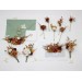 Boutonnieres in Terracotta Mustard Burgundy Ivory Colors/ Wedding flowers